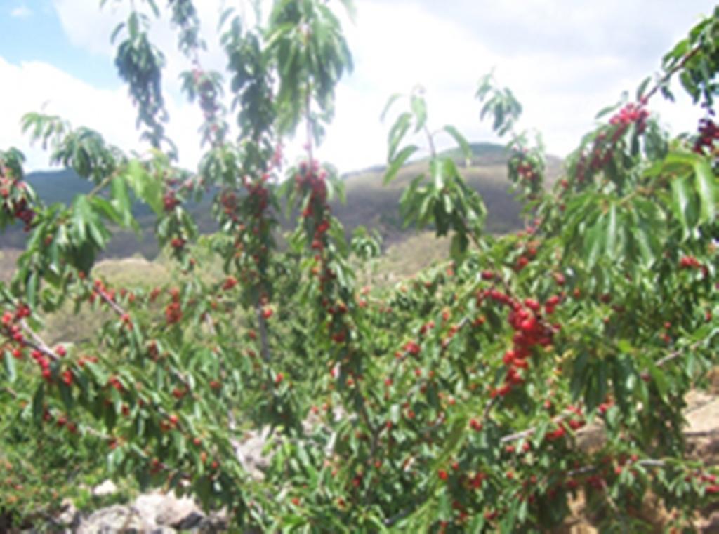 Las Calabazas Barrado Oda fotoğraf