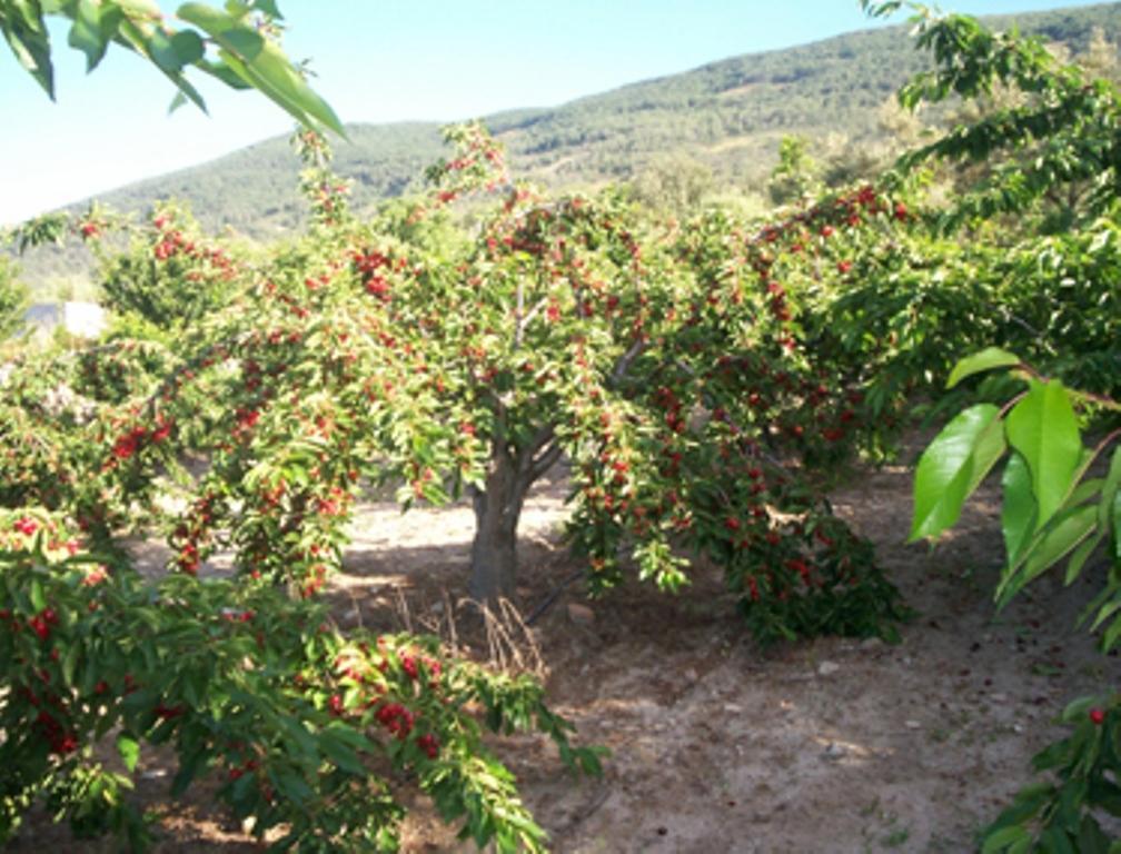 Las Calabazas Barrado Oda fotoğraf